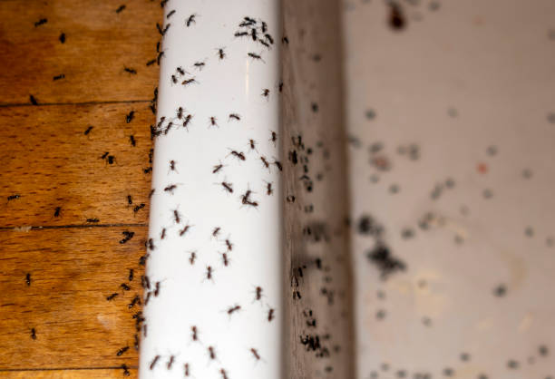 Pest Control Cost in Arlington, TN